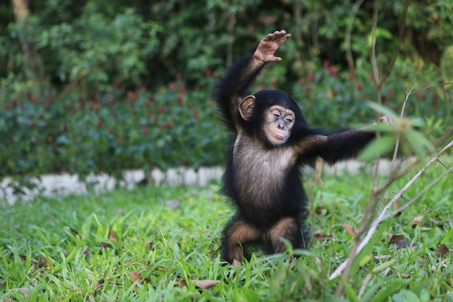  Hắc tinh tinh truyền cảm hứng sinh tồn tại vườn thú Phú Quốc